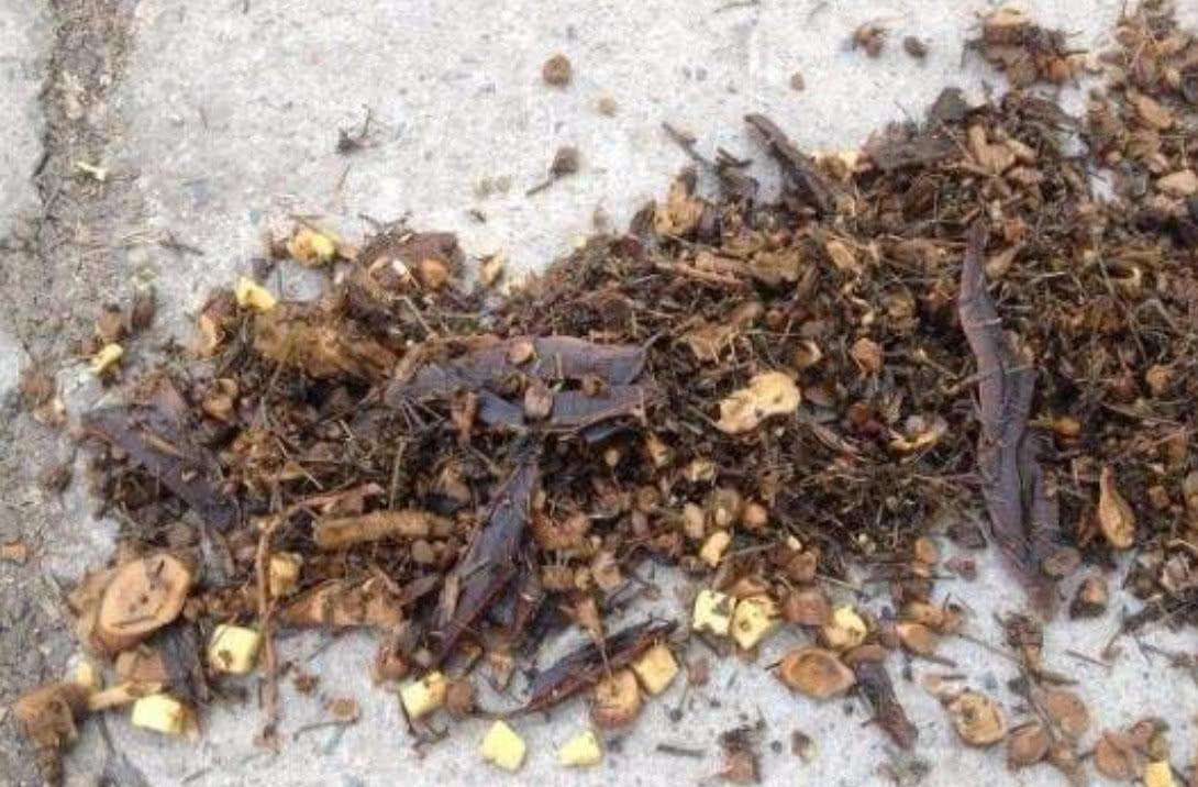 中藥渣、西藥渣、抗生素菌渣等糟渣