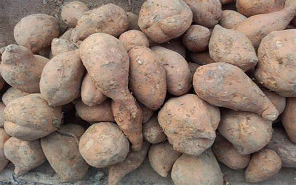 提高紅薯渣干燥機熱風量需要注意哪些事項